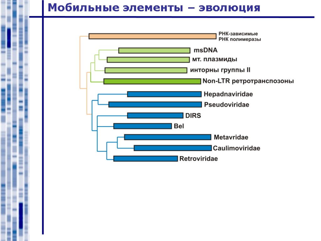 Мобильные элементы – эволюция